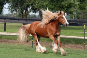 LOVELY BROWN MARE GYPSY VANNER HORSE FOR SALE