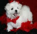   Teacup  Male And Female Maltese Puppies Ready For Free Adoption(avai