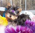 Lovely Yorkie puppies to give it out for fee adoption