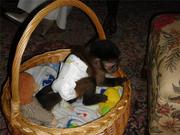 Lovely and jovial purebreed capuchin monkeys for sale