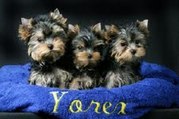 Adorable TeaCup Yorkie Puppies For Free Adoption to good homes