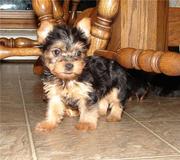 Sweet Teacup Yorkie Puppy For Adoption
