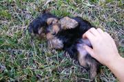 Affection Teacup yorkie puppy for free home adoption