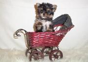 charming yorkie puppies for adoption