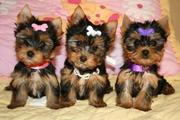 Healthy Adorable TeaCup Yorkie Puppies Available