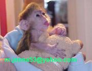 Well Tamed Home Raise Capuchin Baby Monkeys