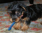 Adorable Male And Female Yorkie Puppies Ready For A New Home