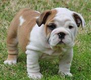 adorable english bulldog puppy