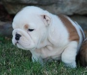 Tamed English Bulldog Puppies For Free Adoption