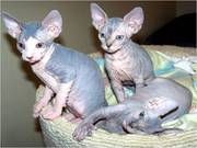 3 affectionate Sphynx Kittens ready for sale