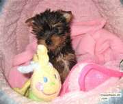 Hello we have the best teacup Yorkie Puppies that we wish to give out