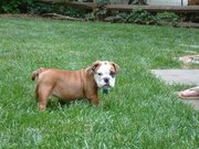 Cute And Lovely Female English Bull Dog Puppy To Take Home To Your Fam