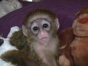  Intelligent Baby Capuchin Monkeys For Adoption