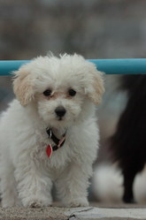 ute and adorable lovely T cup poodle female puppy that i want to give 