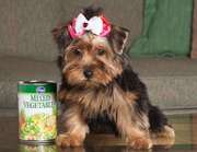 Baby-Doll Faces TeaCup Yorkie Babies For Adoption(sandra_we