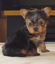 TWO CUTE YORKIE PUPPIES READY FOR ADOPTION