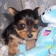 Male and Female T-Cup & Toy Yorkie Puppies Ready NOW For Adopti