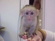 Bottle fed Capuchin monkeys for Adoption