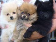 Tiny Pomeranian puppies now available for adoption.....