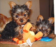 SUPER Cute AKC REGISTER TEACUP YORKIE PUPPIES AVAILABLE FOR ADOPTION