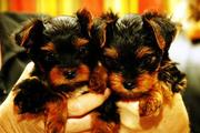 lovely  teacup yorkie puppies for free adoption