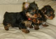 AMAZING TEACUP YORKIE PUPPIES FOR FREE ADOPTION