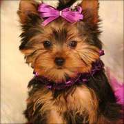 Yorkie puppies ready for adoption