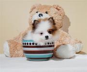 Cute AKC Pomeranians Puppies