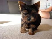 Yorkshire Terrier Pups Available for adoption