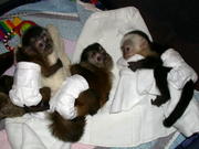 X-MASS CAPUCHIN MONKEY FOR YOUR HOME