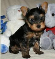  Two Tiny Yorkie Puppies For Adoption