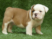 Cute English bulldog puppies for excellent homes
