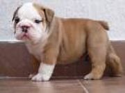 Cute and adorable English bulldog puppies for adoption