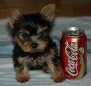 yorkie puppies available for adoption(brittany@blumail.org)