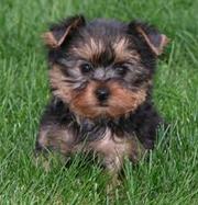 Charming Yorkie Puppies Available