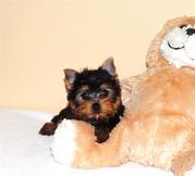 tea cup yorkie puppies for rehoming