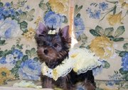 X-mass yorkie puppies for good home