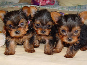 X Mas Yorkie Puppies  For Free Adoption.