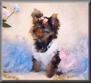 Pretty Male and female yorkies Puppies available