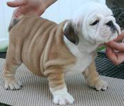 Cute and Adorable English Bulldog Puppies For Adoptio