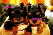 extremely cute teacup yorkie puppies to loving homes
